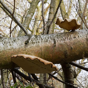 Fungi growing on tree branch
